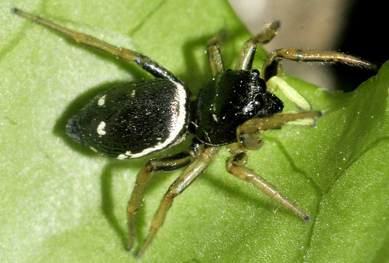 Salticidae: Heliophanus cfr. cupreus  - Sassuolo (MO)